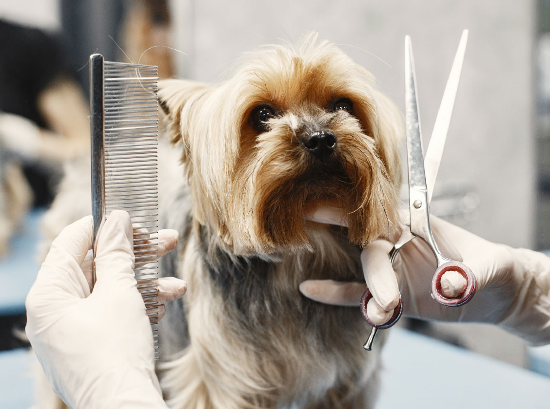 pudelwohl-intro-hund1