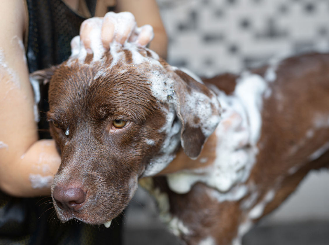 pudelwohl-intro-hund2