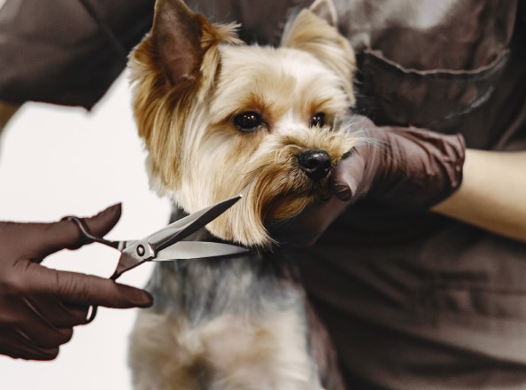 pudelwohl-leistungen